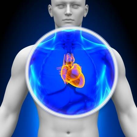 gyógynövények és fűszerek a szív egészségéért fej szív kezek és egészség